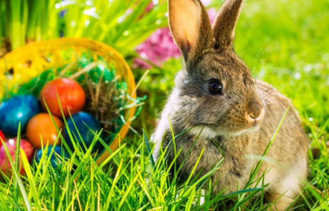 Antonelli-coniglietti-pasqua