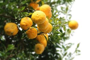 cedro di Diamante